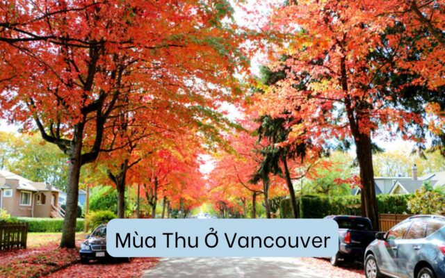 Mùa Thu Ở Vancouver: Những Kinh Nghiệm Du Lịch Đầy Sắc Màu