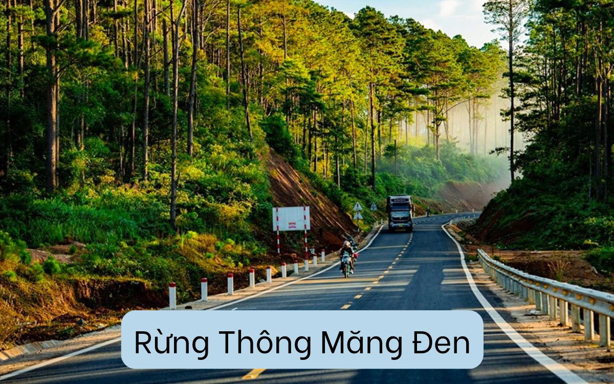 Rừng Thông Măng Đen: Nơi Bạn Có Thể Tìm Thấy Sự Bình Yên Thật Sự